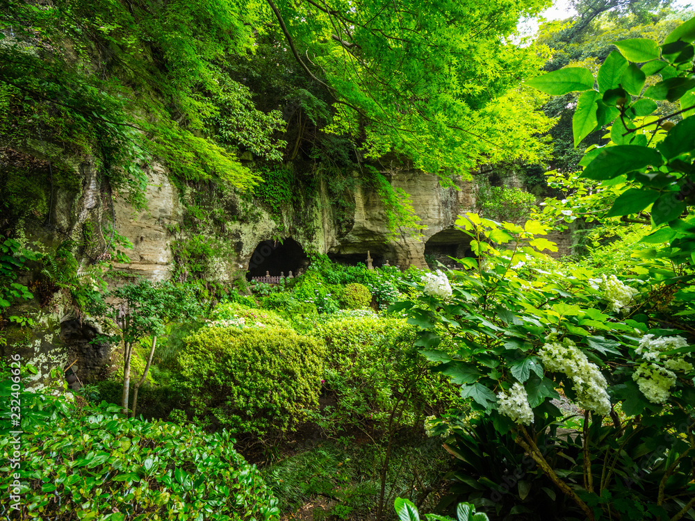 Bamboo Forest in Japan - a wonderful place for recreation