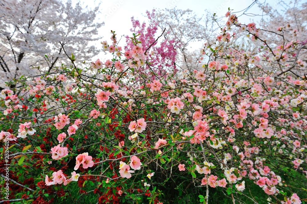 ボケの花と桜