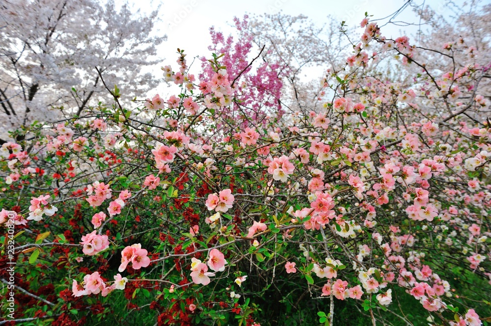 ボケの花と桜 ボケの花と桜
