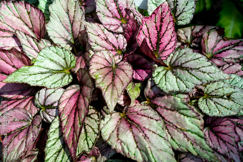 Begonia leaves rex-cultorum Begonia leaves rex-cultorum