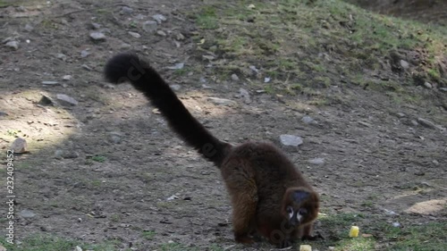 Brown Lemur family at Badoca Safari Park, funny, cute, vigilant and curious creatures interacting between them, great for educational purposes. photo