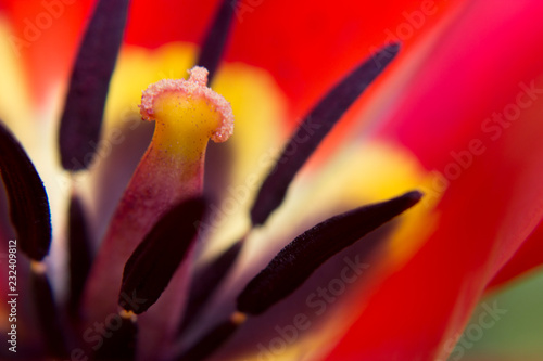 Upclose bloom. Express yourself.