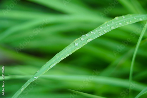 Water drops on natural green grass.