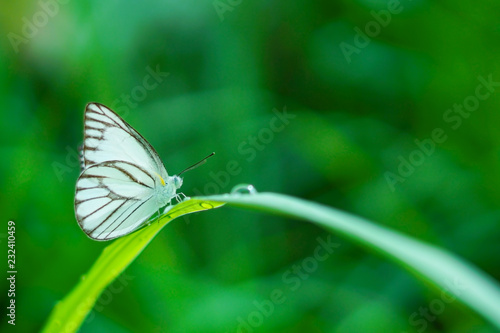 Butterfly on natural green grass background.