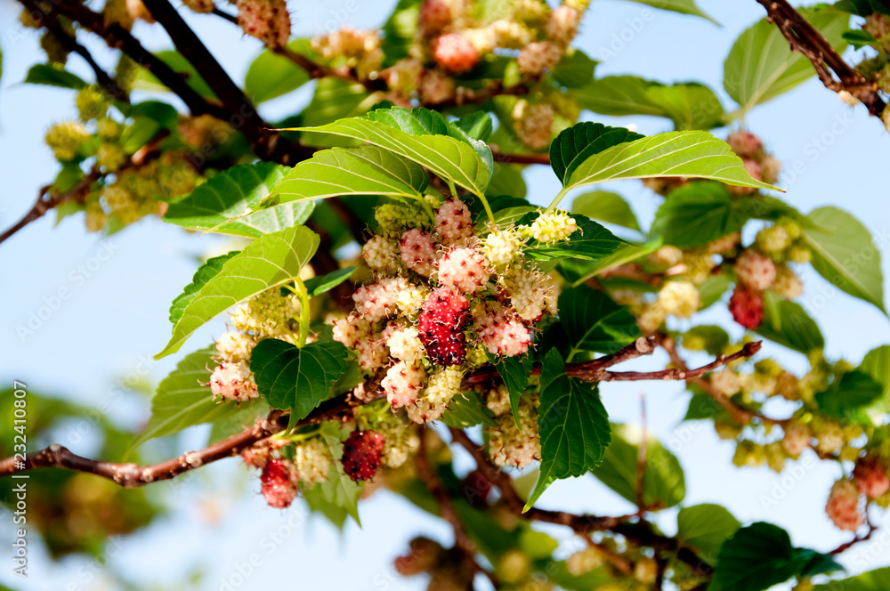 Obraz premium クワの実