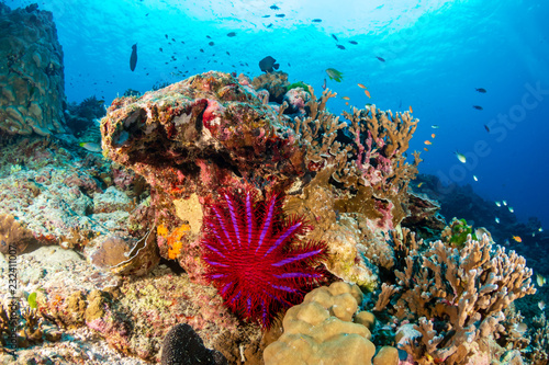 A reef-eating Crown of Thorns Starfish feeding on a tropical coral reef photo