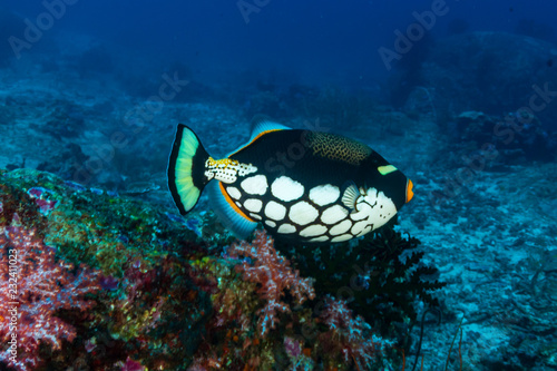 Colorful Triggerfish on a tropical coral reef