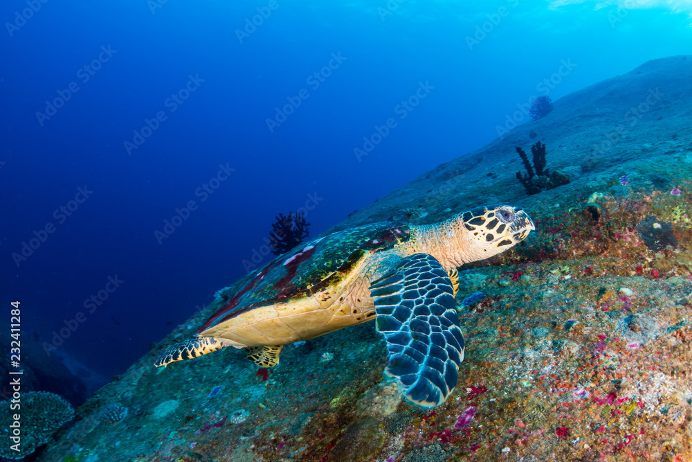 Fototapeta premium Beautiful Hawksbill Sea Turtle swimming on a coral reef at dawn