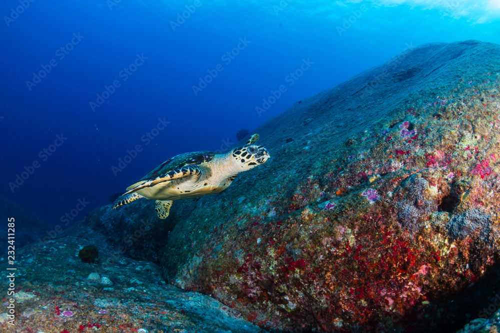 Obraz premium Beautiful Hawksbill Sea Turtle swimming on a coral reef at dawn