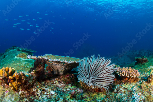 Schools of tropical fish swimming around a colorful  healthy tropical coral reef