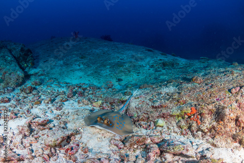 A bluespotted  Kuhl s  Stingray on a dark  tropical coral reef