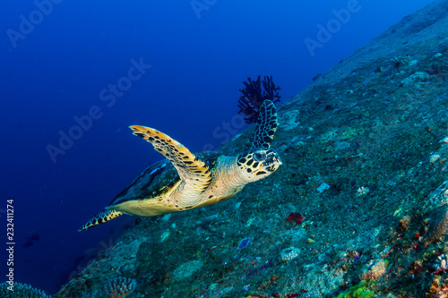 Beautiful Hawksbill Sea Turtle swimming on a coral reef at dawn