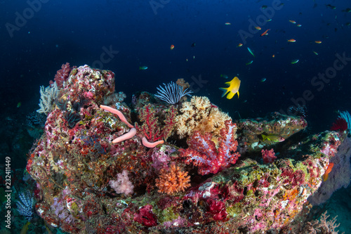 Fototapeta Naklejka Na Ścianę i Meble -  Beautiful, colorful soft corals on a thriving tropical coral reef in Thailand (Richelieu Rock)