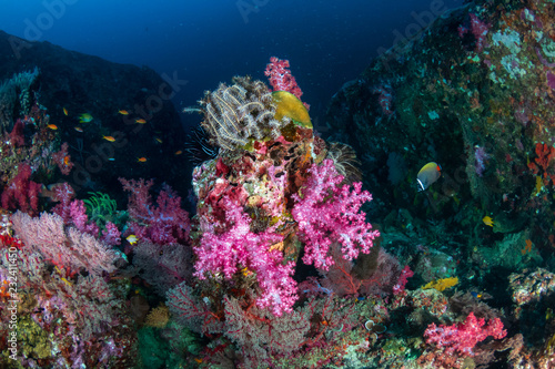 Beautiful, colorful soft corals on a thriving tropical coral reef in Thailand (Richelieu Rock)