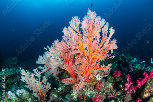Schools of tropical fish swimming around a colorful  healthy tropical coral reef