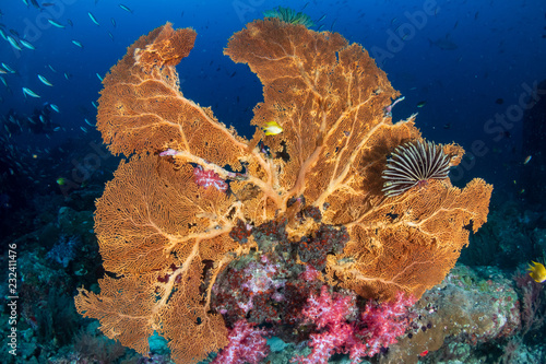 Beautiful and colorful Seafan (Gorgonian Fan coral) on a tropical coral reef