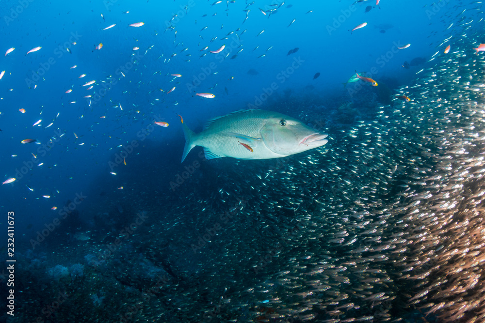 Fototapeta premium Long Nose Emperor fish hunting on a tropical coral reef