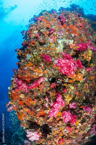 Fototapeta Naklejka Na Ścianę i Meble -  Beautiful, colorful soft corals on a thriving tropical coral reef in Thailand (Richelieu Rock)