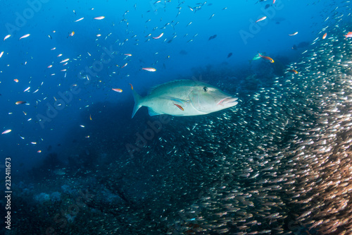 Long Nose Emperor fish hunting on a tropical coral reef