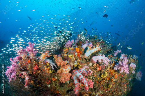 Fototapeta Naklejka Na Ścianę i Meble -  Schools of tropical fish swimming around a colorful, healthy tropical coral reef