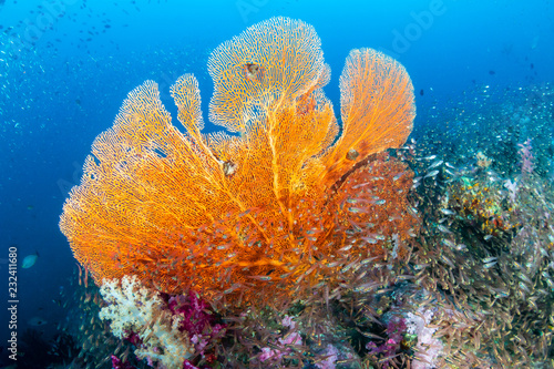 Fototapeta Naklejka Na Ścianę i Meble -  Beautiful and colorful Seafan (Gorgonian Fan coral) on a tropical coral reef