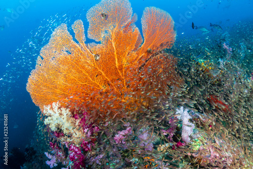Beautiful and colorful Seafan (Gorgonian Fan coral) on a tropical coral reef © whitcomberd