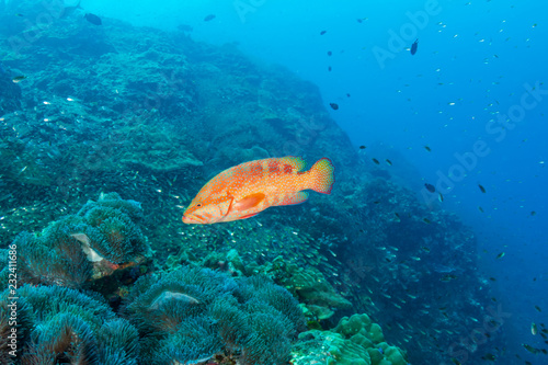 Grouper on a tropical coral reef