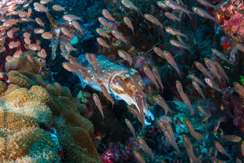 A pair of beautiful Cuttlefish surrounded by Glassfish on a colorful tropical coral reef (Richelieu Rock()