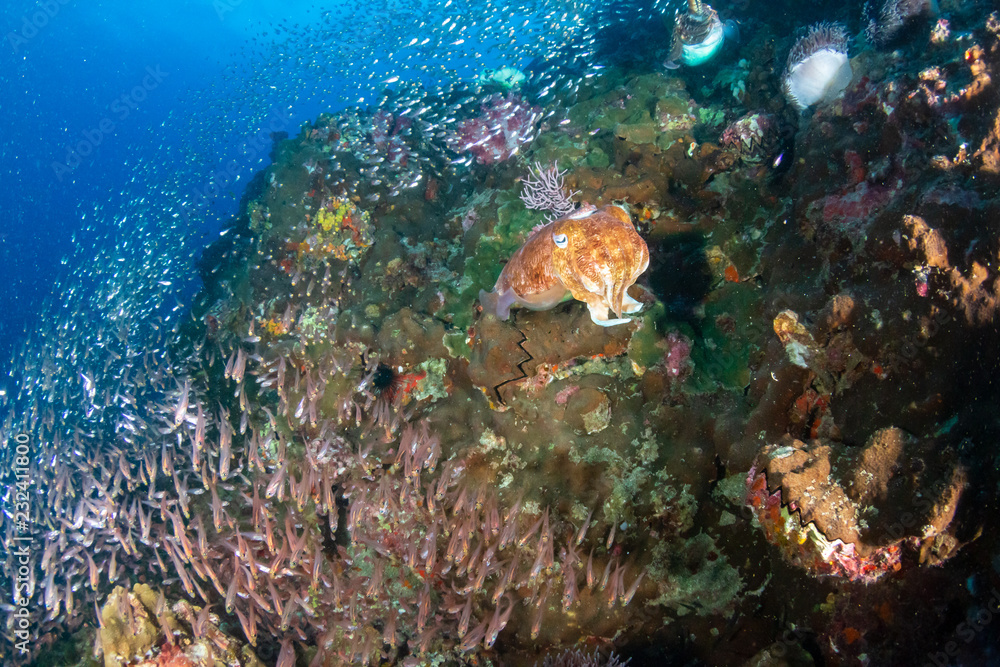 Fototapeta premium Huge Pharaoh Cuttlefish on a colorful tropical coral reef at dusk