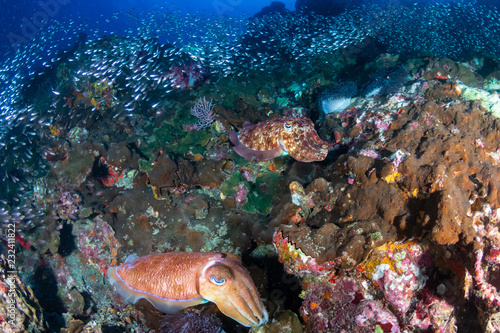 Huge Pharaoh Cuttlefish on a colorful tropical coral reef at dusk