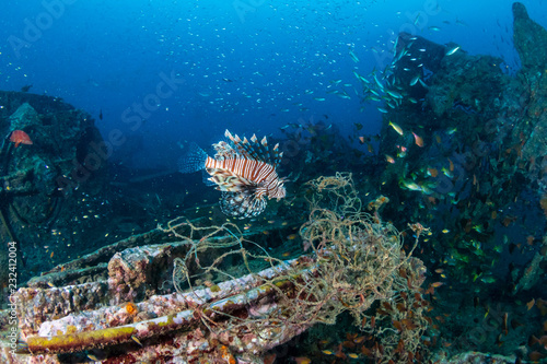 A predatory Lionfish patrolling an old  broken shipwreck at dawn  Boonsung  Thailand 