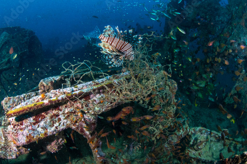 A predatory Lionfish patrolling an old, broken shipwreck at dawn (Boonsung, Thailand)
