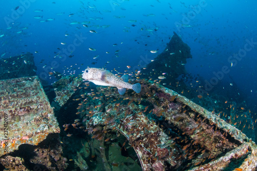 Schools of colorful tropical fish swarming around an old, broken underwater shipwreck