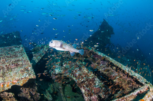 Schools of colorful tropical fish swarming around an old  broken underwater shipwreck