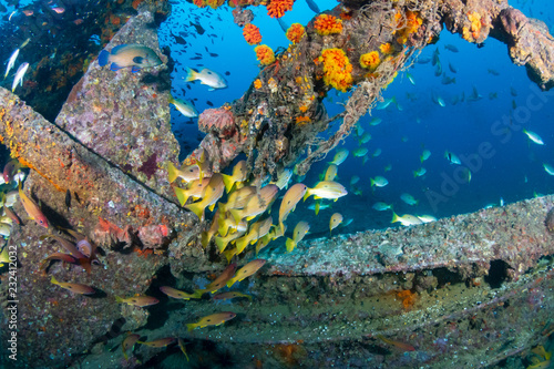 Schools of colorful tropical fish swarming around an old  broken underwater shipwreck