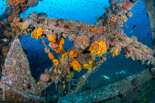 Schools of colorful tropical fish swarming around an old, broken underwater shipwreck © whitcomberd