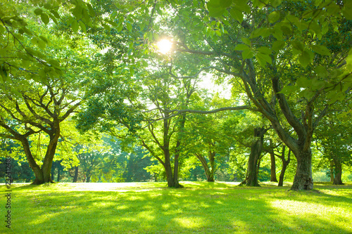 Fototapeta słoneczny las pełen zieleni