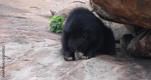 Indian Sloth Bear feeding on honey and grains on a boulder, Hampi, Daroji Sanctuary, Karnataka, India. photo