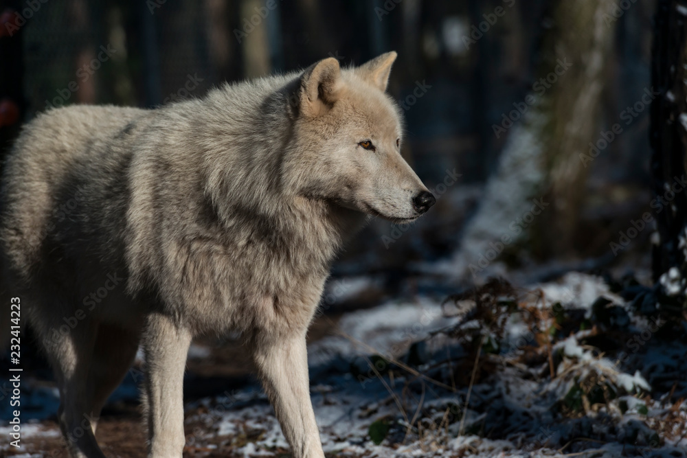 Arctic wolf (white wolf, canis lupus arctos) Arctic wolf (white wolf, canis lupus arctos)