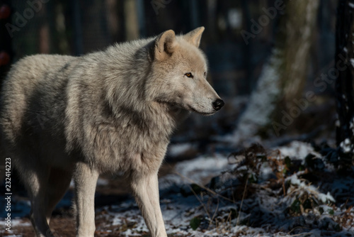 Arctic wolf (white wolf, canis lupus arctos)