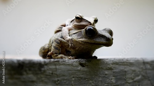 Amphibians in tropical Asia , Local creature in Thailand , Reproductive system of animal , Common tree frog mating by the male is hugged on the female back