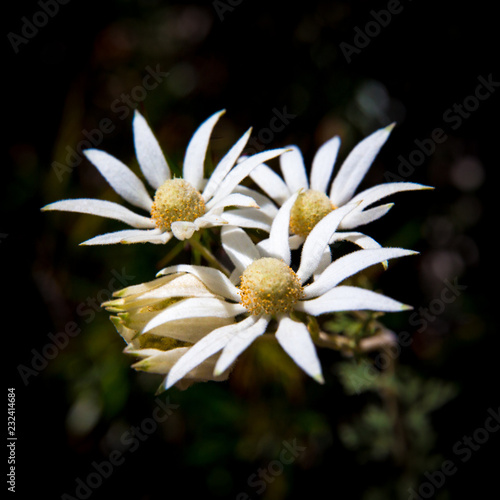 Flower - Blue Mountains