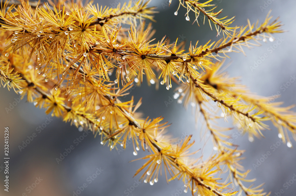 Larch (Larix) yellow autumn leaves full of rain drops Larch (Larix) yellow autumn leaves full of rain drops