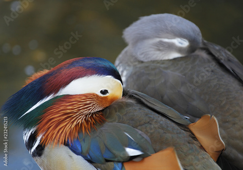 Couple of mandarin ducks resting © MEDIAIMAG