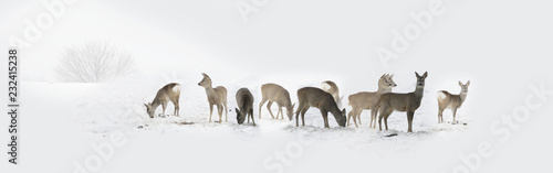 Photography Herd of wild deers isolated in the snow