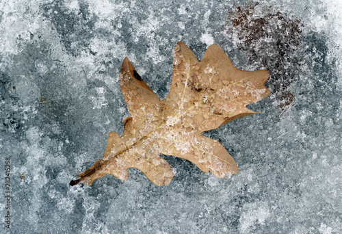 Frozen isolated autumn leaf in ice