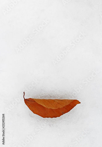 Fallen red leaf on the fresh white snow like a winter smile