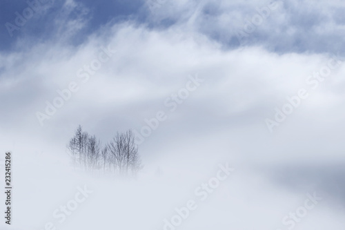Winter trees top showing up from the white clouds in the mountains