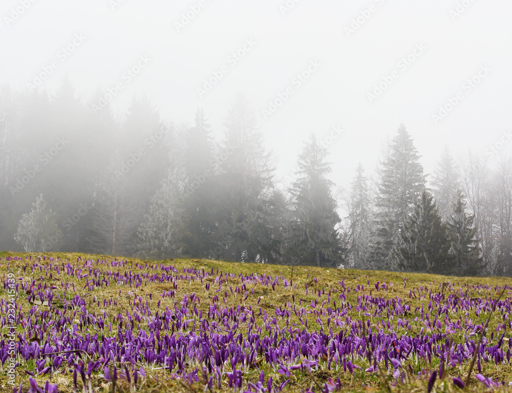 Naklejka premium Cold mountain landscape with fields of crocus flowers and fir trees in mist