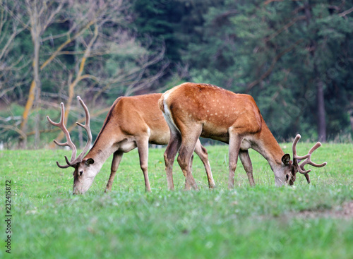 Two wild fallow stags grazing fresh grass in the wood glade